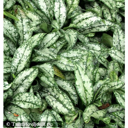 Tarhaimikk&auml; - tr&auml;dg&aring;rdslung&ouml;rt - Pulmonaria 'Ocupol'